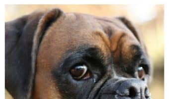 Want to know how to train a dog that isn't treat motivated? Check out our complete guide to alternative rewards!