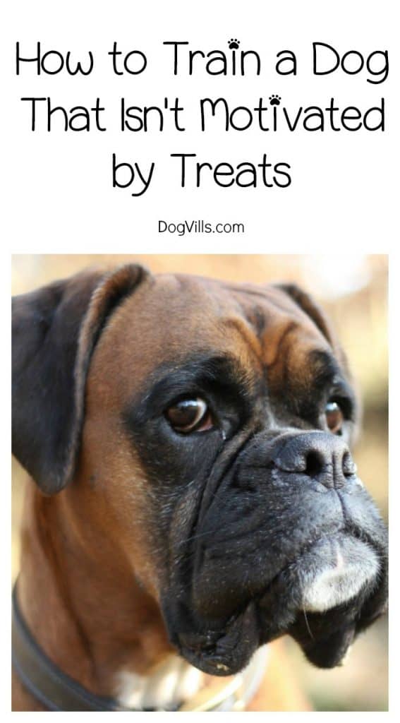 dog train treat motivated dogvills