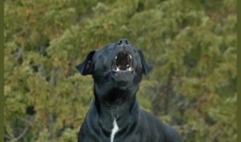 Trying to train your dog to stop barking but don't want to resort to shock collars and other painful training methods? Here are some ways you can do it that don't cause your pooch an ounce of discomfort!