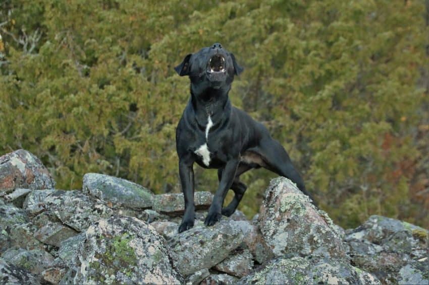 Trying to train your dog to stop barking but don't want to resort to shock collars and other painful training methods? Here are some ways you can do it that don't cause your pooch an ounce of discomfort!
