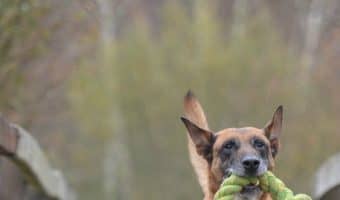 Think a trip to the dog park is the only way to socialize your pup? Think again! We'll show you five other ways to socialize your dog that you can do no matter where you live!