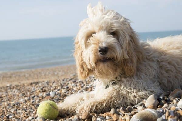 Cancer in dogs is the nuclear bomb of illness in your furry friend. It's difficult to know what to do, and when to let your dog go. Learn how to decide when enough is enough. 