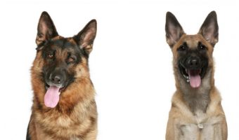 Do German Shepherds and Belgian Malinois descend from each other, or is it just a coincidence that they look the same? Explore the answer and learn all about these two popular dog breeds!