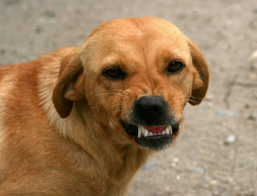 Knowing how to keep an aggressive dog from attacking other animals could mean the difference between life and death. Read our tips for dealing with dog aggression!