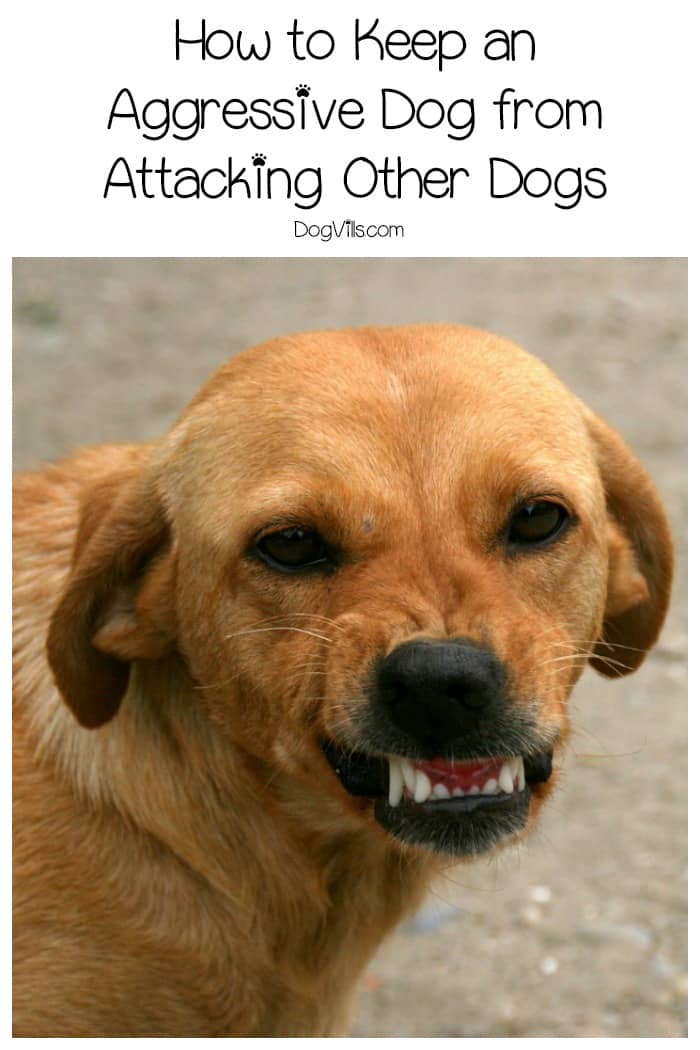 How to Keep an Aggressive Dog from Attacking Other Dogs