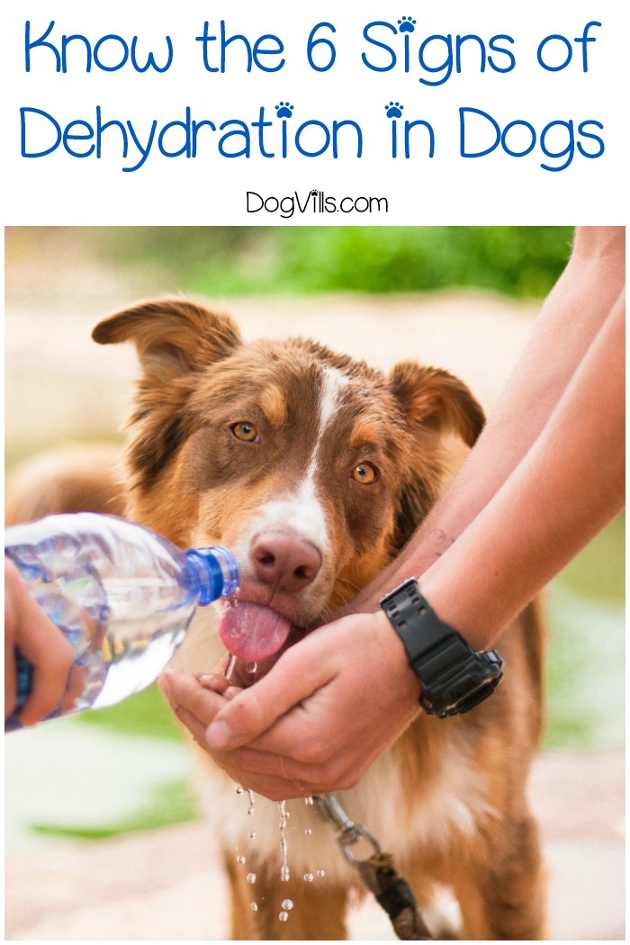 Know the 6 Signs of Dehydration in Dogs