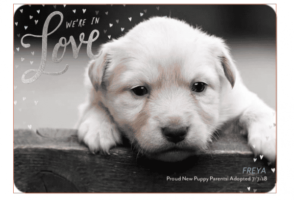 dog birth announcement