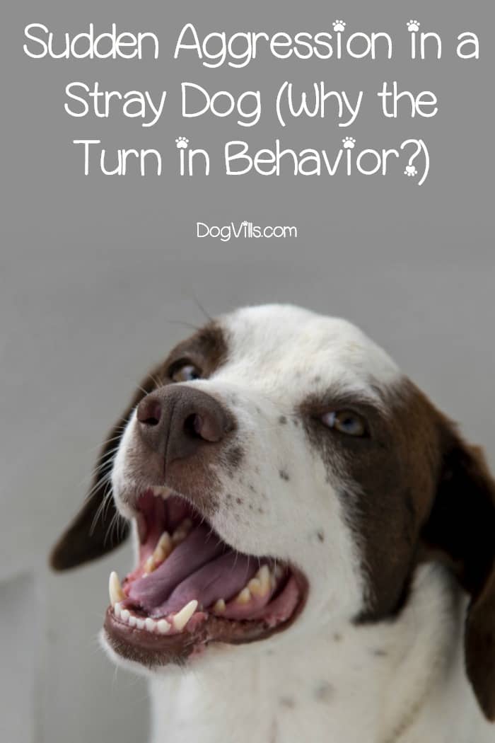 Sudden Aggression in a Stray Dog (Why the Turn in Behavior?) DogVills