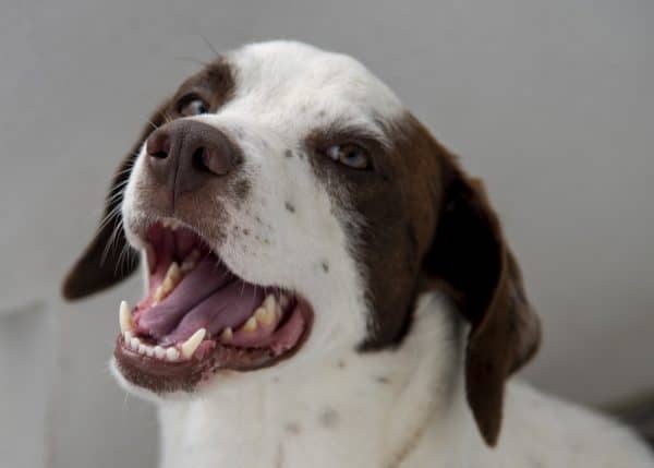Why does a formerly friendly stray show aggression seemingly out of the blue one day? Find out the answer, plus what you can do to help the dog.