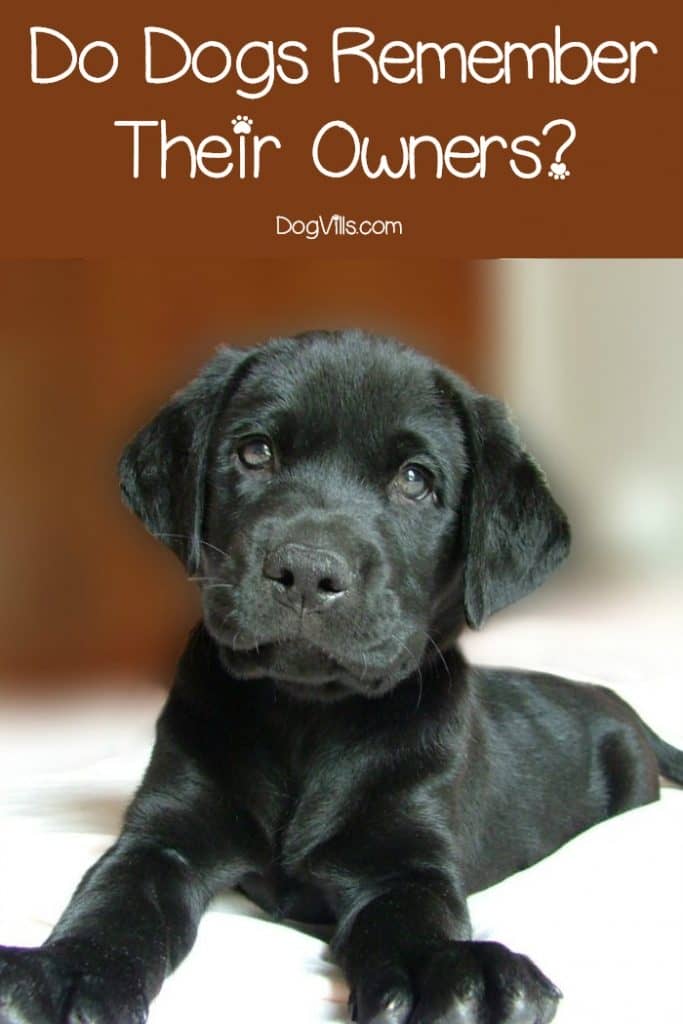 Do Dogs Remember Their Owners? DogVills