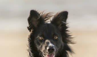 Want to plan your vacation to one of the top dog-friendly beaches in the U.S.? We're here to help! These beaches allow your dog to run in the sand, splash in the water and take in the warm sunshine. Check them out!