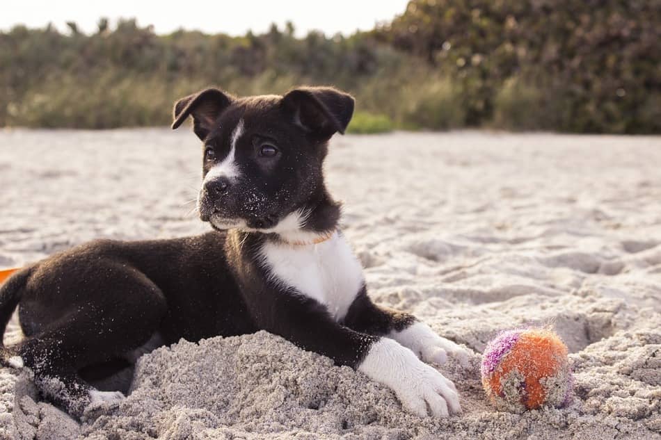 Want to plan your vacation to one of the top dog-friendly beaches in the U.S.? We're here to help! These beaches allow your dog to run in the sand, splash in the water and take in the warm sunshine. Check them out!