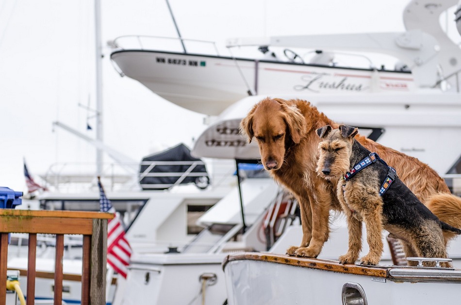 dog friendly boat tours near me