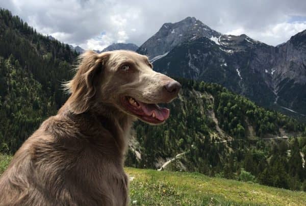 If you love the idea of hiking with your dog or spending time outdoors, these female nature dog names are perfect for you!