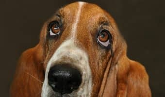 “What does it mean a dog rubs his head against your head?” We were curious, too, and did some digging! Find out the top 5 reasons why your dog rubs his head against you!