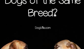 Dog dogs recognize other dogs of the same breed? As a pet owner, this is just one of the many strange questions I ask myself! I found out the answer! Check it out!
