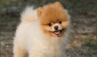 Wondering how to minimize dog shedding? Even though you can’t stop a dog from shedding, you can reduce it. We can help you do it with a few useful tips. Check them out!