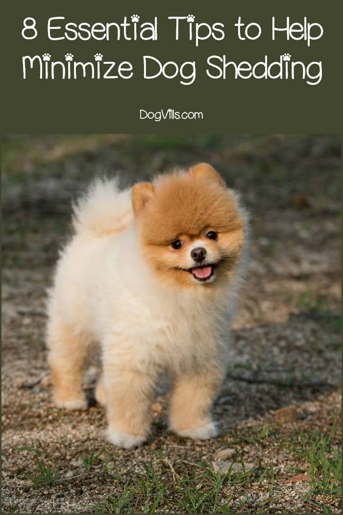 How to Minimize Dog Shedding DogVills