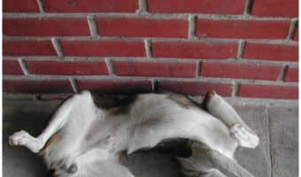 Teaching roll over to your dog isn't as hard as most people think. Check out these easy steps and you'll having Fido rolling over in no time!