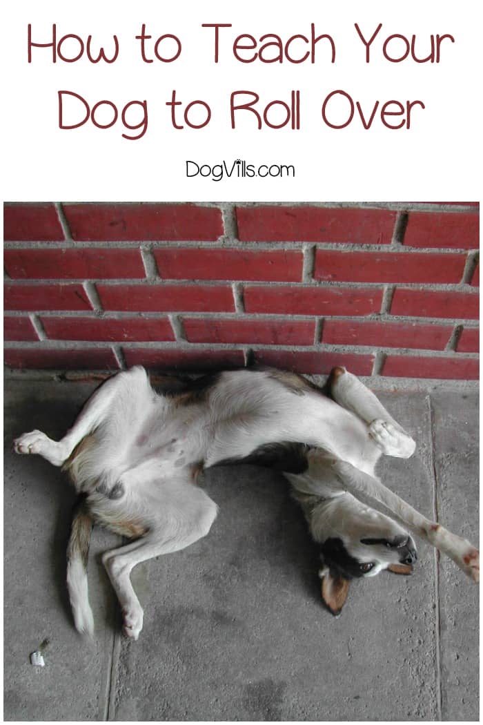 teach dog to roll over teach dog to roll over