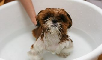 Looking for some clever outdoor dog bath station ideas to make bathing your dog a lot easier? We've got you covered! Check out these 7 easy DIY ideas that you can make this weekend!