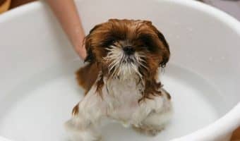 Looking for some clever outdoor dog bath station ideas to make bathing your dog a lot easier? We've got you covered! Check out these 7 easy DIY ideas that you can make this weekend!