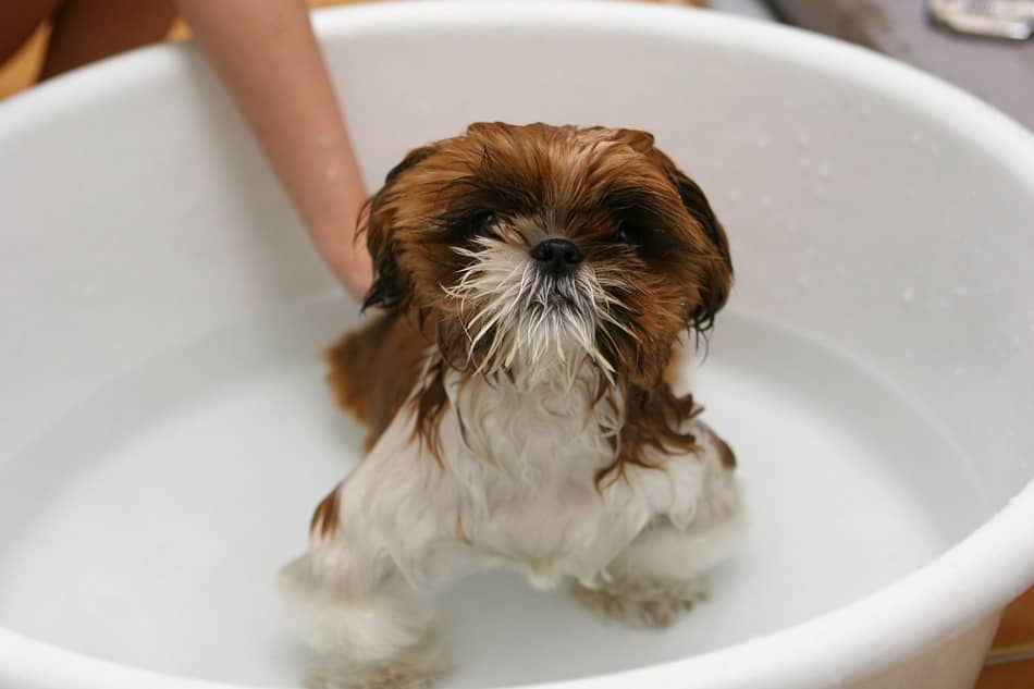 7 Must-See DIY Outdoor Dog Bath Station Ideas - DogVills