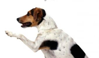 Potty breaks with a lacerated toe require a bit of a change of approach, but it's not terribly daunting. Find out what you should do first, then read on to learn how to approach potty breaks!