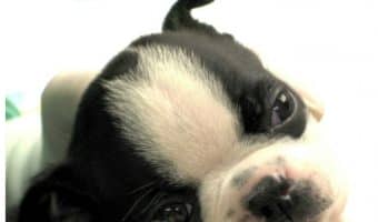 Knowing these warning signs of possible dog health issues can help you keep your pet healthier in the long-term. Check them out & call your vet if you spot any!