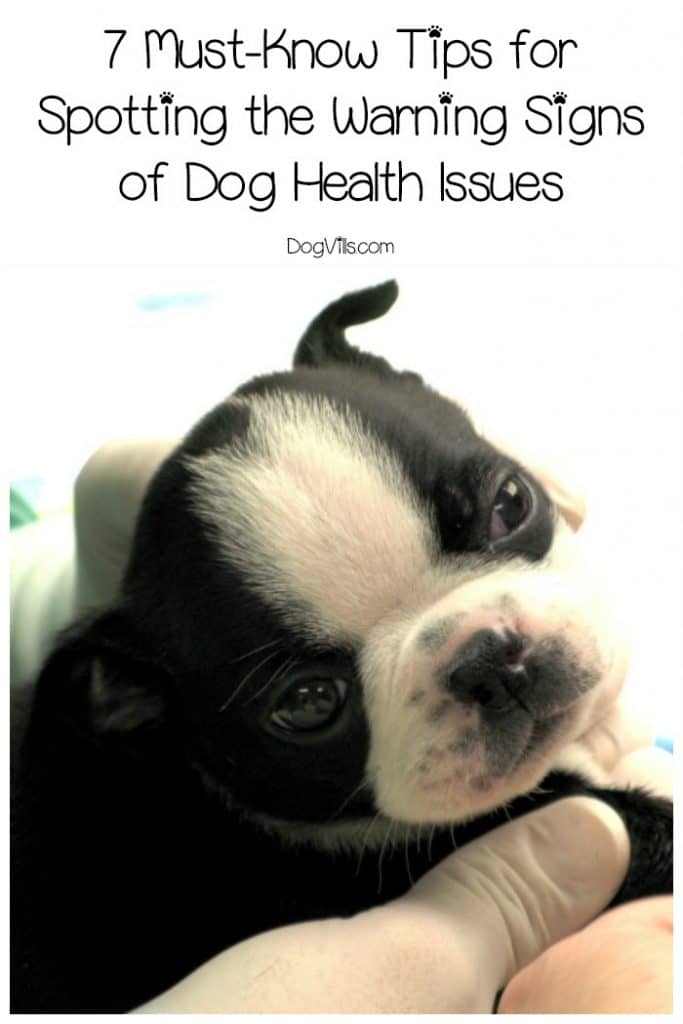 7 MustKnow Dog Health Warning Signs DogVills
