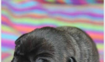 Why does a mother dog reject a puppy? It can happen for several reasons. We'll talk about what they are, as well as what to do if you have a dog that keeps moving one puppy away!