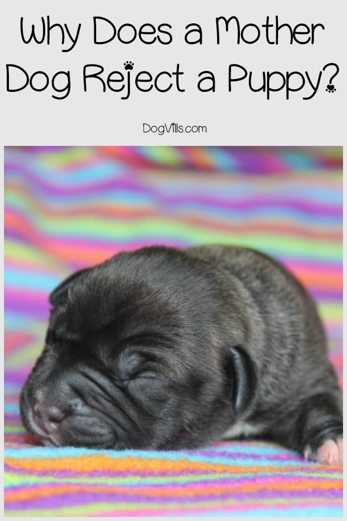 Why do dogs reject puppies