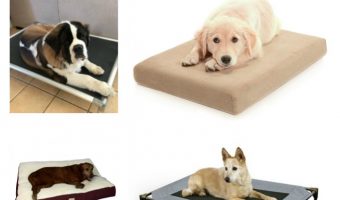 Find out what you need to know about buying the best dog beds for German Shepherds, plus check out our top 12 picks!