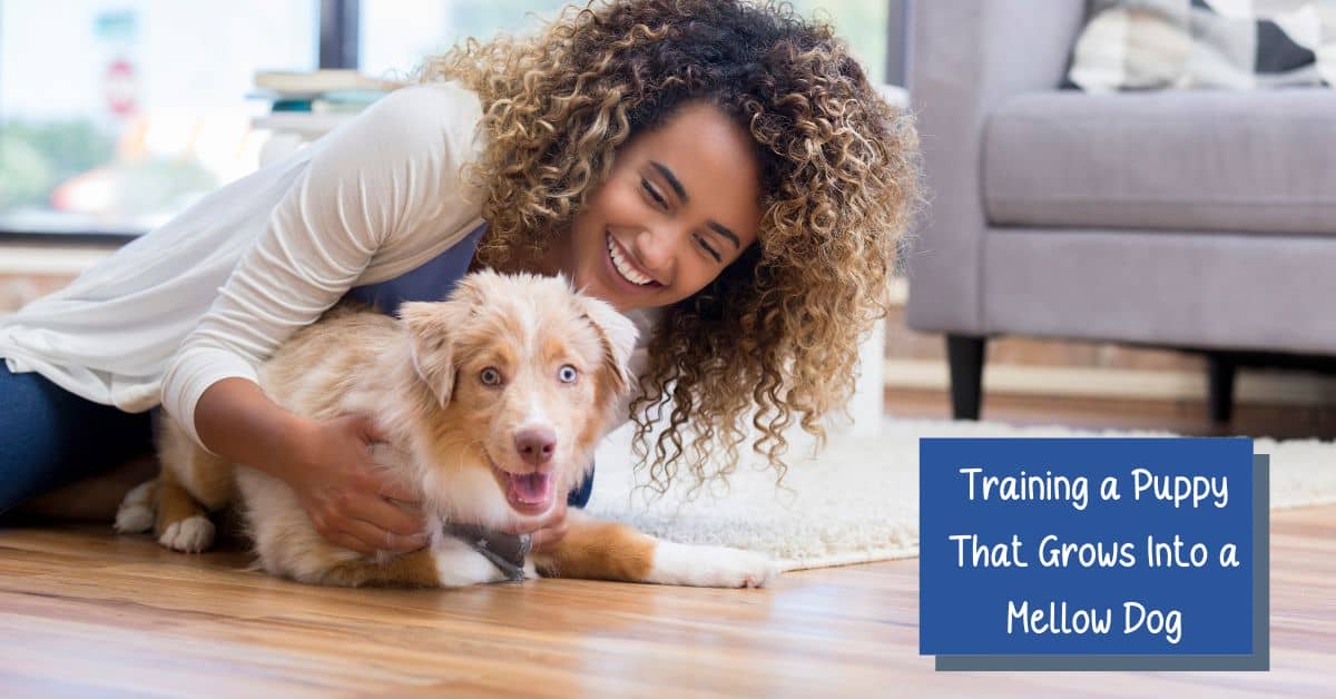 8 BEST Tips for Training a Puppy That Grows into a Mellow Dog