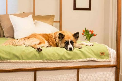 Best Dog Blankets West Paw Blanket