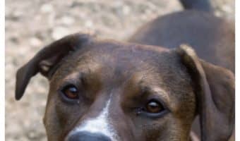 For dogs suffering from seasonal allergies, a high-quality, skin-friendly food is more important than ever. Read our updated AvoDerm Natural dog food review & see why this is STILL the food for us!