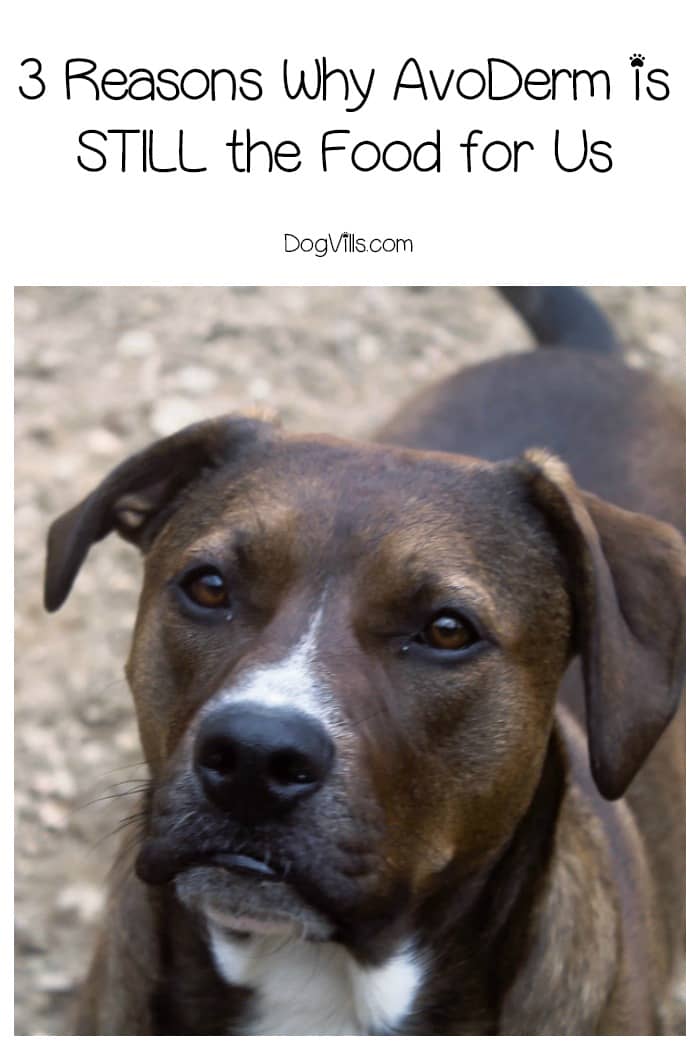 AvoDerm Natural Dog Food Review 3 Reasons Why it’s STILL the Food for