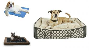 Looking for the best dog bedding all seasons? From indoor beds to the perfect bedding for a dog house, from winter to summer, we've got you covered in our complete guide to choosing the best bedding for your dog! Check it out!