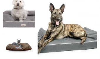 Find the best dog beds for chewers is a bit more difficult than choosing bedding for a relatively mellow dog! You need something that can really hold its own against your canine's pointy canines! We'll tell you how to choose the best dog beds for chewers, plus check out our top picks across different categories!