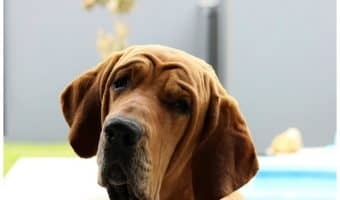 Can dogs sense pain or is that just a myth? How about other changes in our bodies? Read on to find out the answer! It may surprise you!