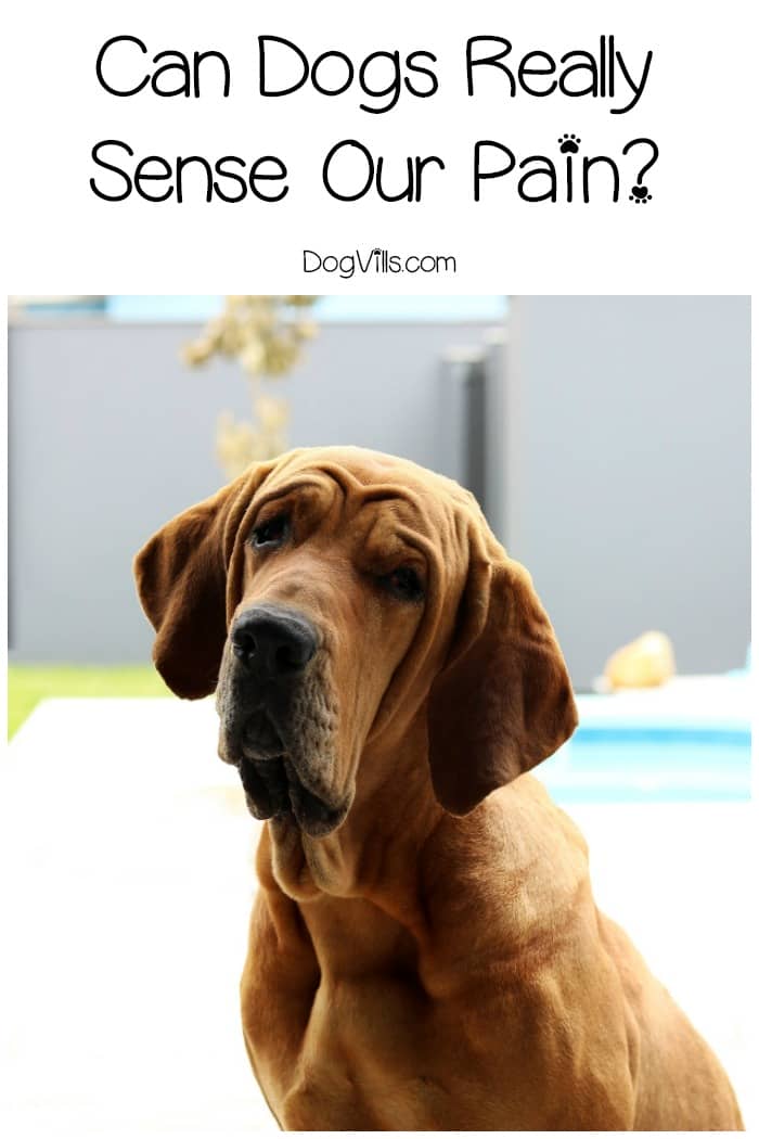 Can Dogs Tell When Your In Pain