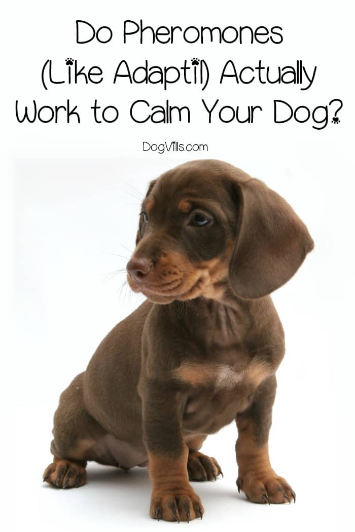 Dog Pheromone Collar Do They Work Dog Pheromone Collar Do They Work