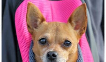 Wondering if there are any dog-friendly movie theaters? The answer may surprise you! Read on to discover which theaters will allow you to bring your pup along for the screening!