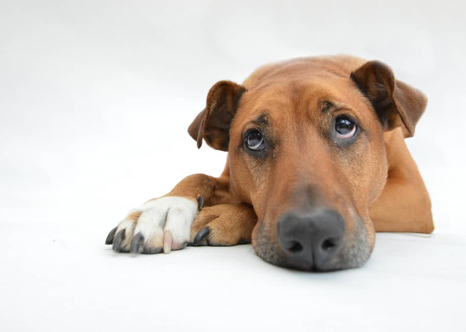 How Does a Breakup Affect a Dog? - DogVills