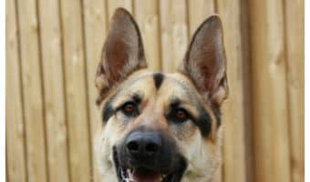 Why do dogs seem to dislike certain people? Are they sensing something we aren't? What can we do to help a dog overcome that mistrust? Read on to learn the answers to all of these questions!