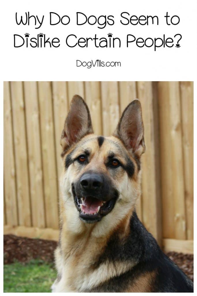 Why Do Dogs Seem to Dislike Certain People? DogVills