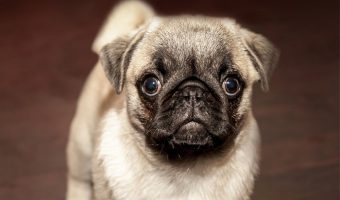 Looking for the best dog breeds weighing under 20 pounds? If you love small dogs, you have to check out these top ten breeds! They are perfect for apartment living!