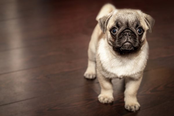 Looking for the best dog breeds weighing under 20 pounds? If you love small dogs, you have to check out these top ten breeds! They are perfect for apartment living!