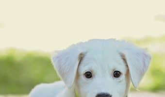 If your dog has mastered basic dog training commands like sit, stay, and lie down, you're ready to take it to the next level! Read on for a complete guide to how to teach your dog to crawl!