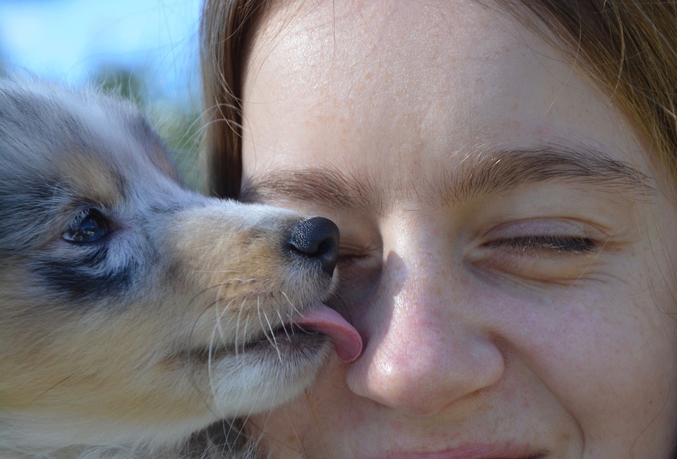 How to Teach Your Dog to Give You Kisses - DogVills